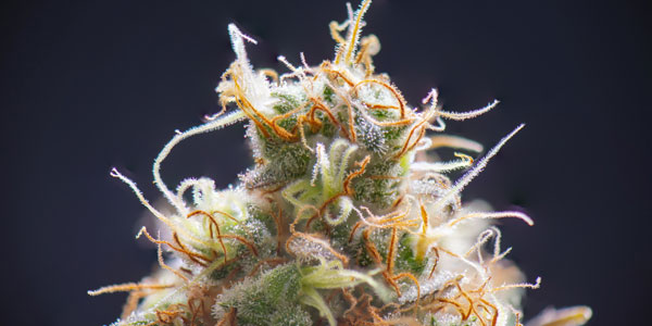 What Are The Medicinal Benefits Of THC And Cannabis